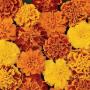 Seminte profesionale Tagetes patula - Craite pitice - imagine 23175